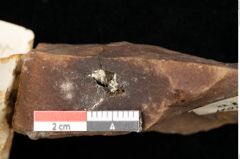 Foto (Detailansicht) von Pinus ciliata Ettingshausen (NHMW-GEO-2024-0188-0316)